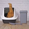 猫と暮らす『ペット可物件』で起こりがちな3つのトラブル　快適な生活を送…