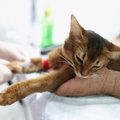 猫の『血液型』に関する3つの基礎知識　検査の方法や知っておくべき理由も…