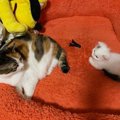 先輩猫と並ぶ『とっても小さかった子猫』→３年後……まさかまさかの光景に「…