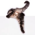 猫の『肛門腺絞り』はしたほうがいい？　必要となるケースや正しい方…