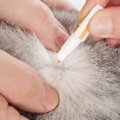 猫のノミダニ薬の付け方とおすすめの商品3つ