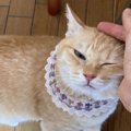 猫がいつもより『甘えてくるとき』に考えられる5つのこと