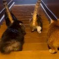 『一斉に階段を降りる猫たち』を後ろから見守った結果…たまらなく可愛い光…