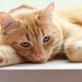 猫の『自律神経失調症』の症状4つ！この病気は治る？飼い主がすべきこ…