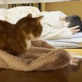 体調不良で長男が休んでいたら、3匹の猫が……思わず胸が熱くなる『素敵な光…