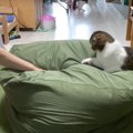 どういうゲーム？ママさんと遊ぶパパ猫！ルールがわからない子猫！