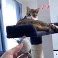 飽きたオモチャもこの通り♪猫あるあるも発動