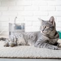 猫の『おしっこ』に関するトラブル5つ　見逃せない症状や対処法まで解説