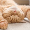 猫がヘソ天で『バンザイ寝』するワケ3つ　魅惑ののびのびポーズ、これ…