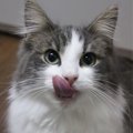 猫がムラ食いをする理由とは？考えられる４つのこと