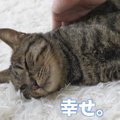 撫でられることを心待ちにし過ぎてとろけた猫ちゃん