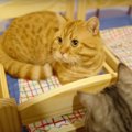 新婚猫ちゃんたちにベッドをプレゼント♪