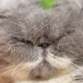 頭をブラッシングされる猫→『ふわふわの毛』が抜けて…まさかの光景に「め…