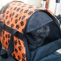 猫と一緒に『電車』って乗っていいの？同乗するときのやるべきこと・…