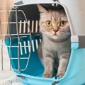 猫ちゃんのお留守番。初めてペットホテルを利用して