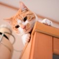 『おちょくっている猫』がする仕草・行動4つ