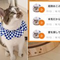 『猫語翻訳』を使用して"愛猫に半日密着"してみたら…本当の…