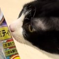 おやつと間違えて『飼い主の指をかんでしまった猫』が、次の瞬間…笑撃…