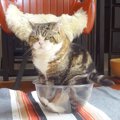 ボウルに入ってくつろぐネコが…完全に想定外な『コーヒーカップのよう…