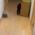 帰宅した瞬間、黒猫が一目散に駆け寄ってきて…あまりにも尊い『お出迎えの…