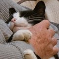 人の死がわかる猫？患者の臨終を予知し、静かに看取った「天使の猫」米国