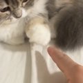 ネコのおてての上にそっと指を乗せてみたら…あまりにも可愛いやり取りの様…
