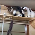 キャットウォークの上からちょいちょい♪おもちゃの扱いがうまい猫ちゃ…