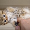 横になって寝転んでいる子猫→お腹をくすぐってみると……思わず笑みがこ…