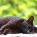 急死した猫の後継者「宝」という名の片目の黒猫