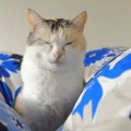 可愛いけれど思わず溜息…パパさんから安眠を奪う猫ちゃんたち