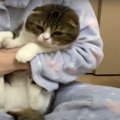 『歯磨きは苦手ニャンだけど･･･』心配なご様子のパパ猫さん