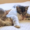 子猫を温かく迎える先輩猫が優しすぎると話題　ほっこりする光景に「…