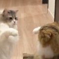 廊下で見つめあう2匹の猫→おててを高くあげた次の瞬間…『予想外すぎる…