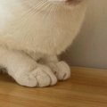 『父ちゃんが撮ったときと母ちゃんが撮ったとき』→あまりにも違う『ネコの…