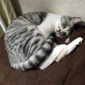 猫がお尻を撫でてほしがる理由５つ