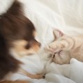 犬が『突然の猫パンチ』を食らった結果…まさかの『驚き方』が可愛すぎ…