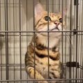 トイレが突然できなくなっちゃった…？トレーニングをがんばる猫ちゃん