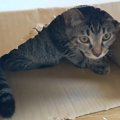 子猫専用？ダンボールの猫ハウス