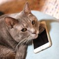 あなたの愛猫もしてる？猫にされがちな『イタズラ』５つ