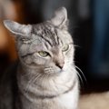『緊張状態にある猫』に見られるサイン4つ　顔の表情や行動などにどんな変…