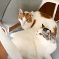 寒すぎるため『先輩猫と一緒に寝ようとした』結果…2匹の『可愛すぎる様子…