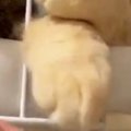 寝ようとしたら『猫の様子』が送られてきて…見てみると→まさかの『プルプ…