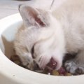 『腹ペコな子猫』がご飯を食べたら…驚きの行動をとる姿が面白すぎると…