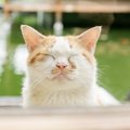 『優しい猫』の特徴4選！飼い主の接し方で優しい性格になることも…