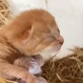 『置き去りにされた子猫』→ママ猫と再会したら…愛あふれる光景に涙が…