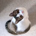 猫に愛を実感してもらう方法５つ