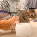 お兄ちゃんにちょっかいをかけた子猫→叱られた結果…まさかの『死んだふり…