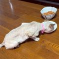 歯が折れ、毛もボロボロの『やせ細った猫』を保護して半年…幸せいっぱ…
