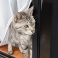 猫が『脱走』してしまった！すぐにやるべきこと5選　冷静に、早く対処…