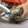 バリカンで毛を刈って猫ニキビ治療！病院で頑張る猫ちゃん